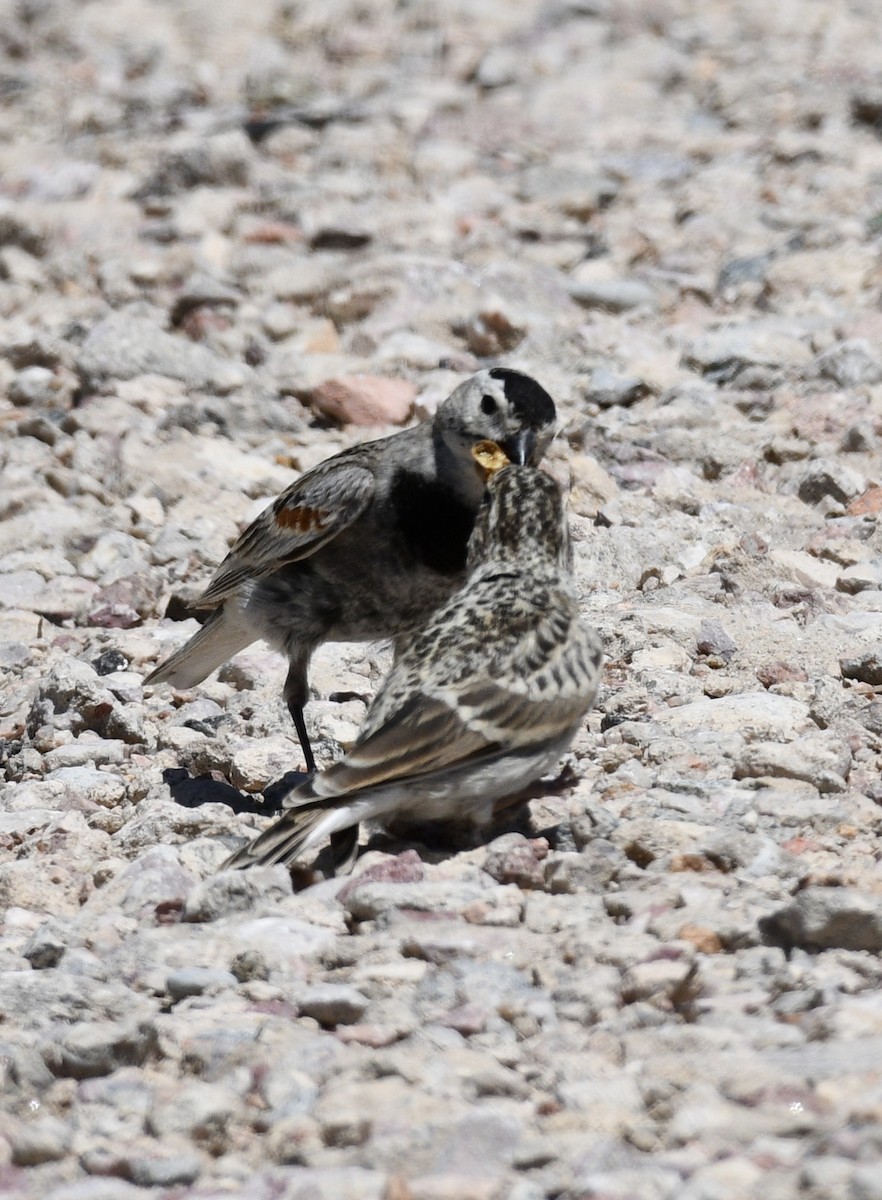 Thick-billed Longspur - ML620548945