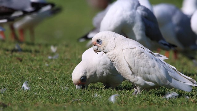 Cacatúa Sanguínea - ML620548956