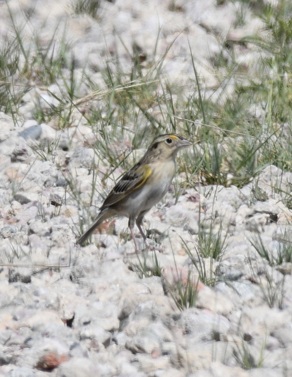 Grasshopper Sparrow - ML620548958