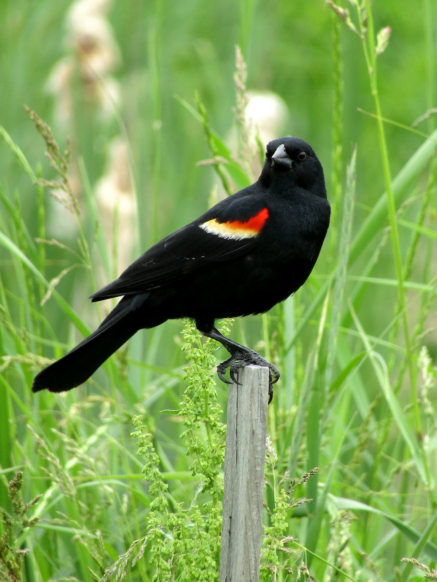 Red-winged Blackbird - ML620548959