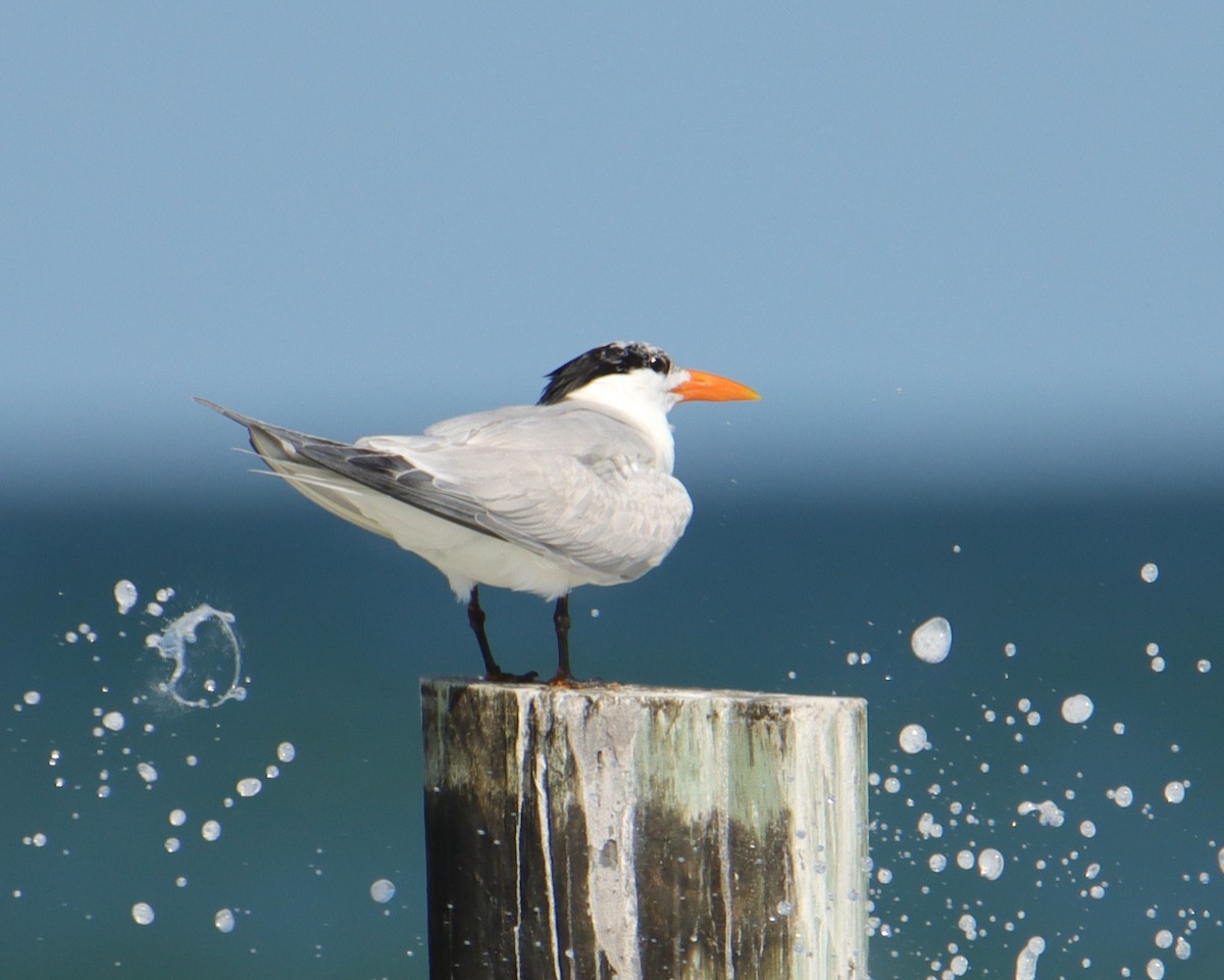 Royal Tern - ML620548965