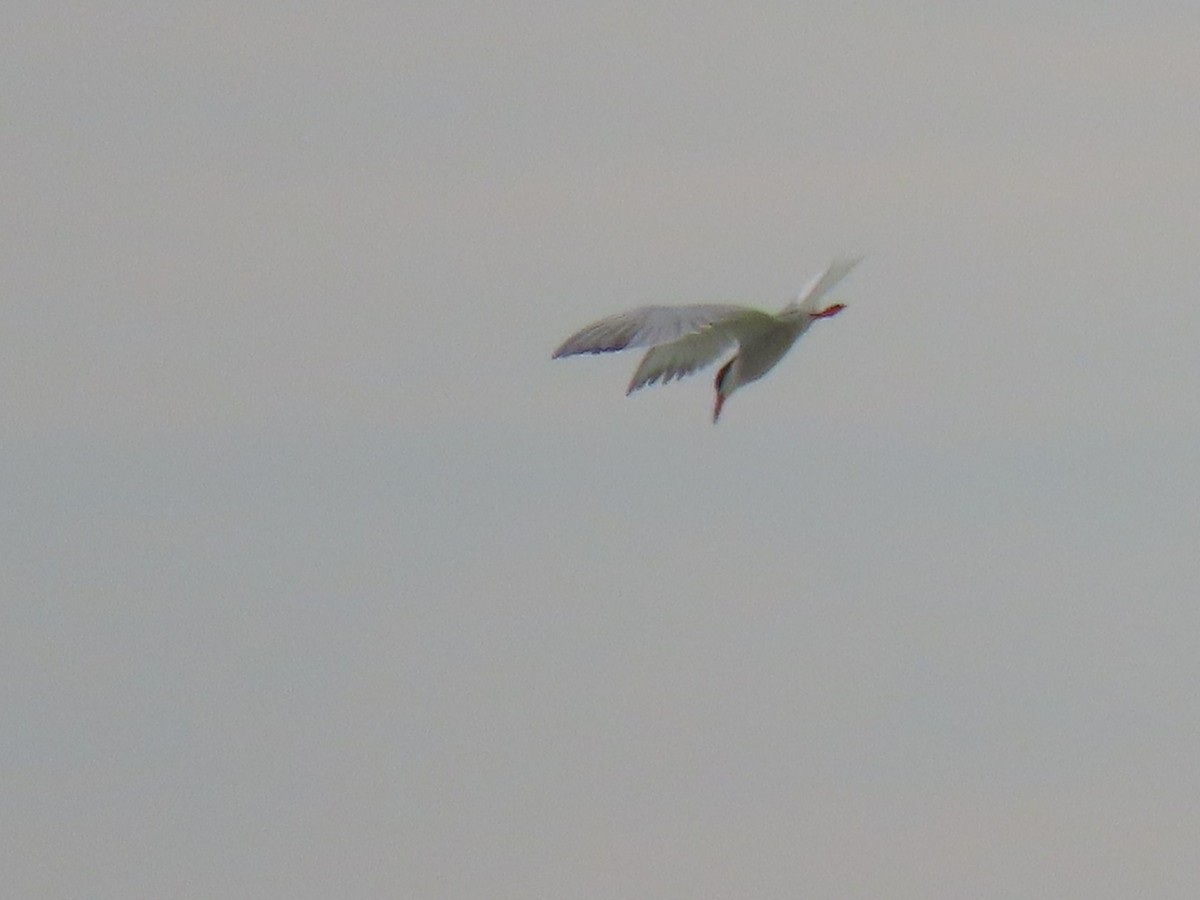 Common Tern - ML620548967