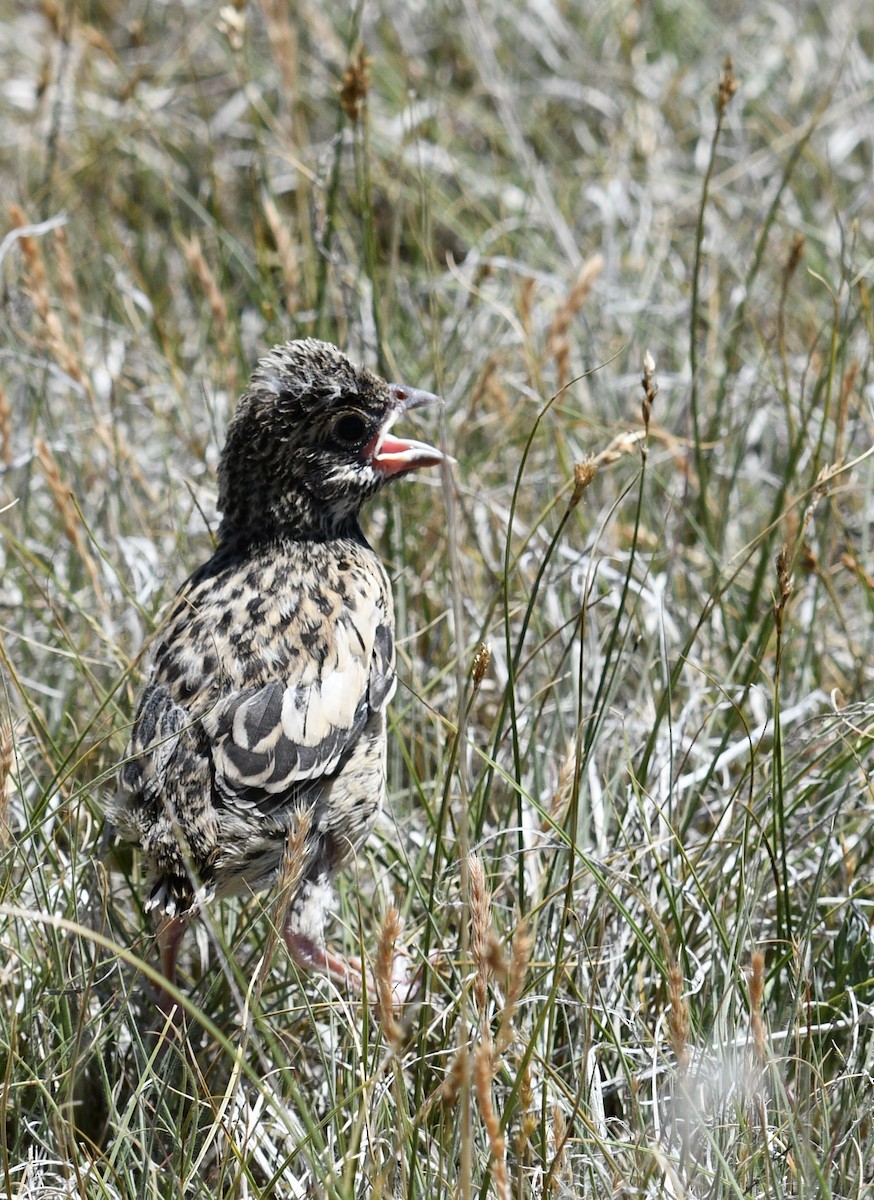 Lark Bunting - ML620548968