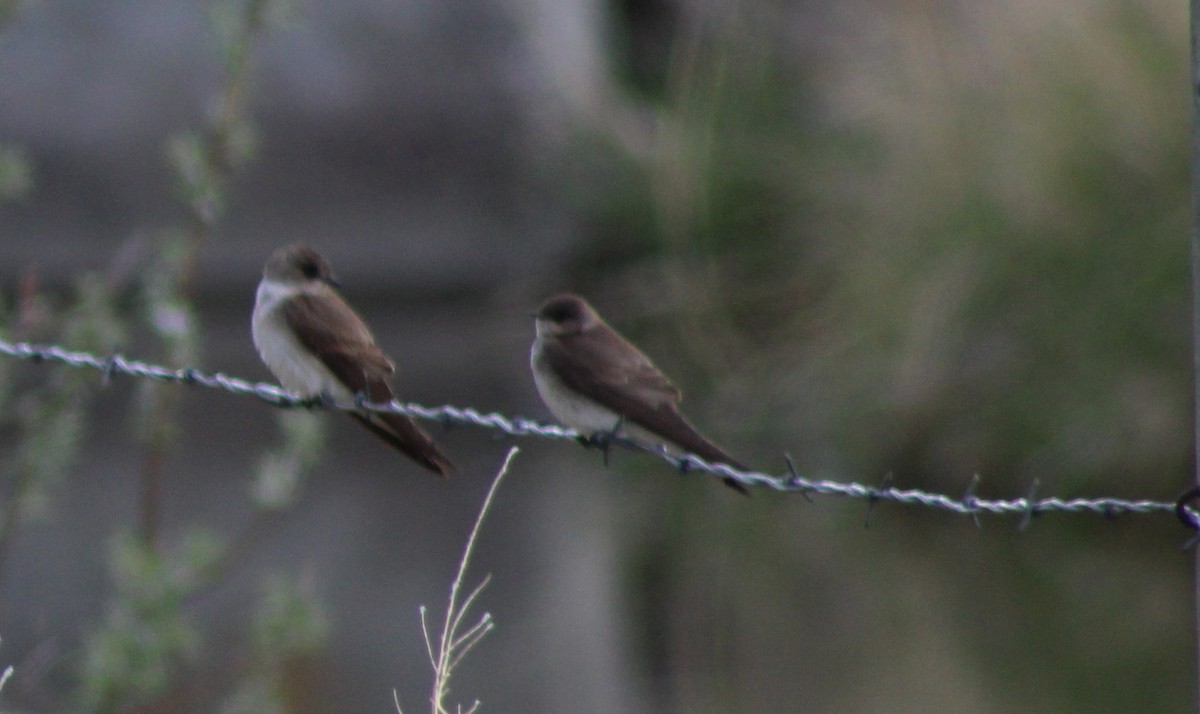 Northern Rough-winged Swallow - ML620548983