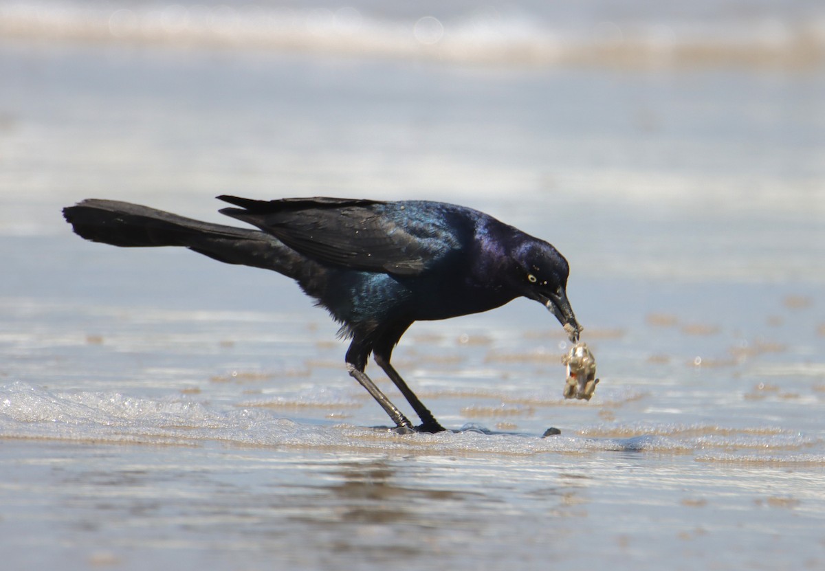 Boat-tailed Grackle - ML620548999
