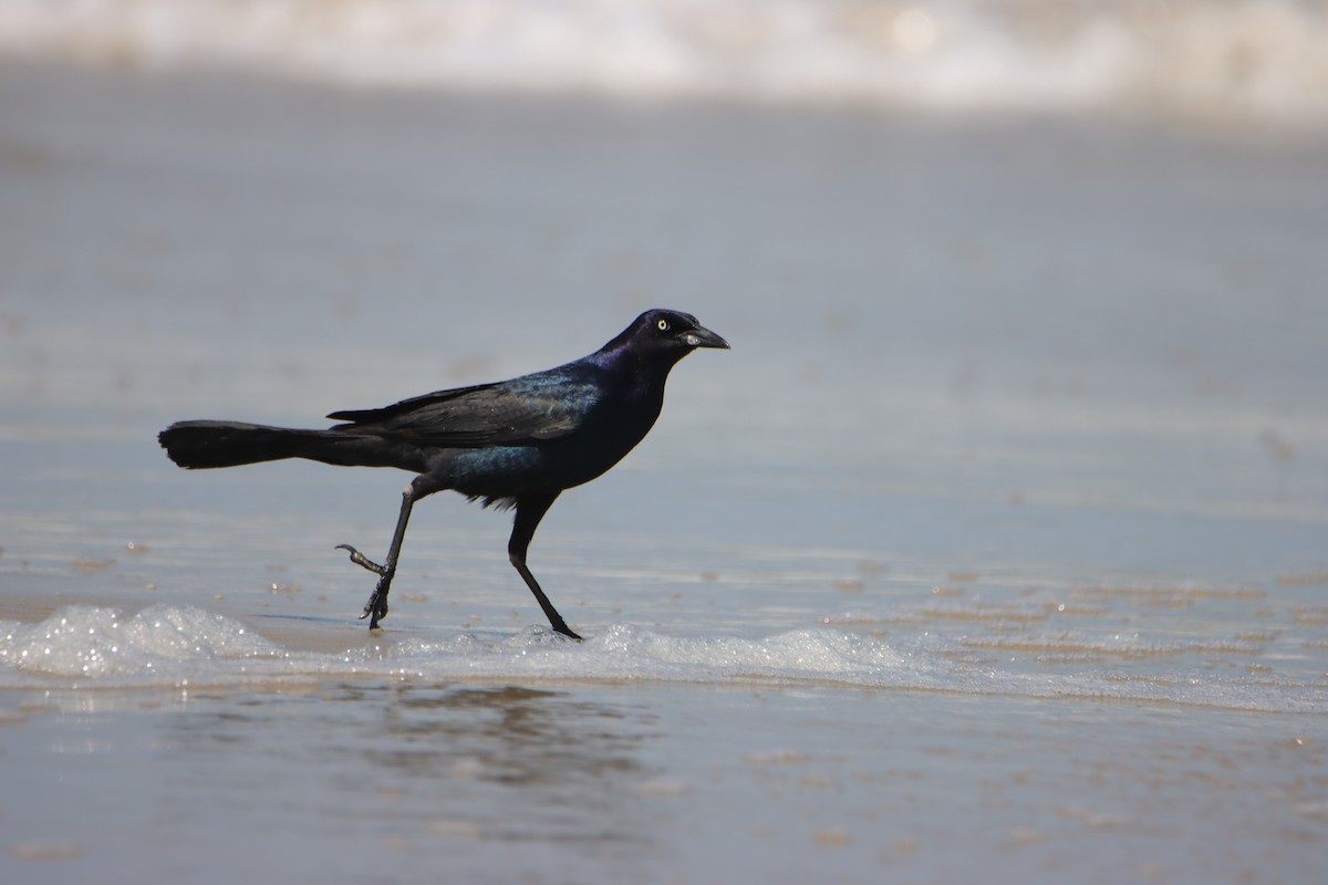 Boat-tailed Grackle - ML620549001