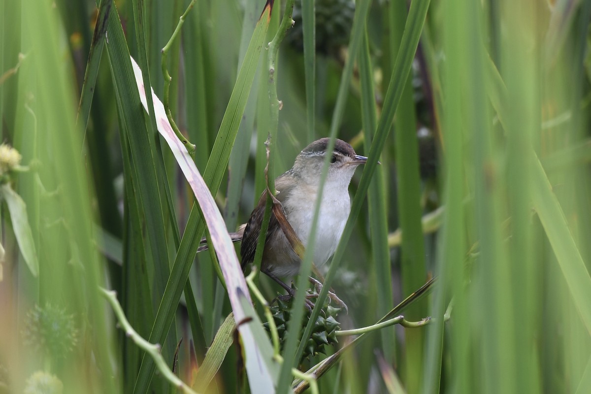 Marsh Wren - ML620549003