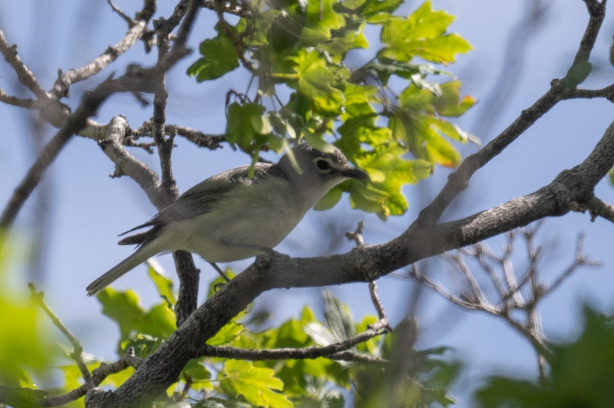 Plumbeous Vireo - ML620549007