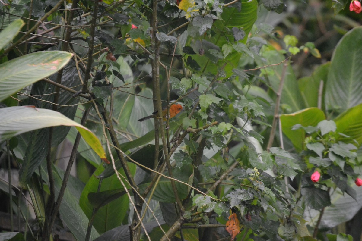 Ochre-breasted Brushfinch - ML620549011