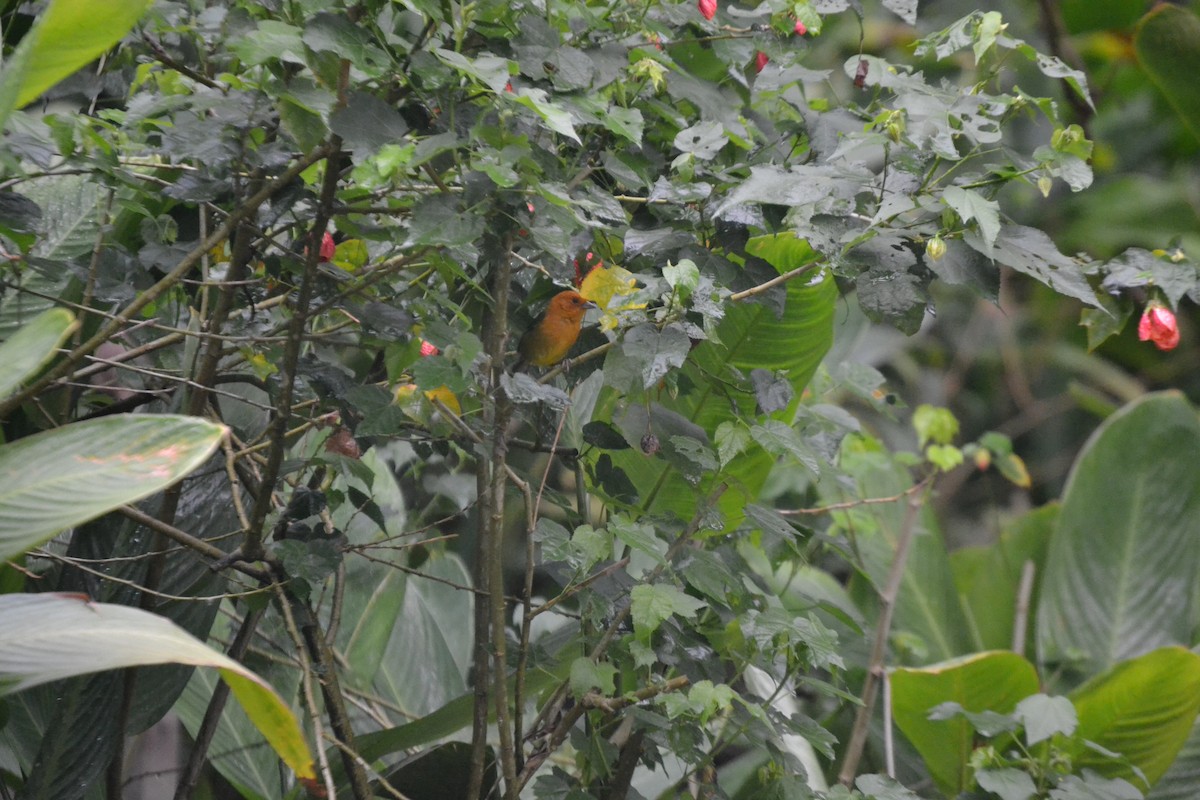 Ochre-breasted Brushfinch - ML620549012