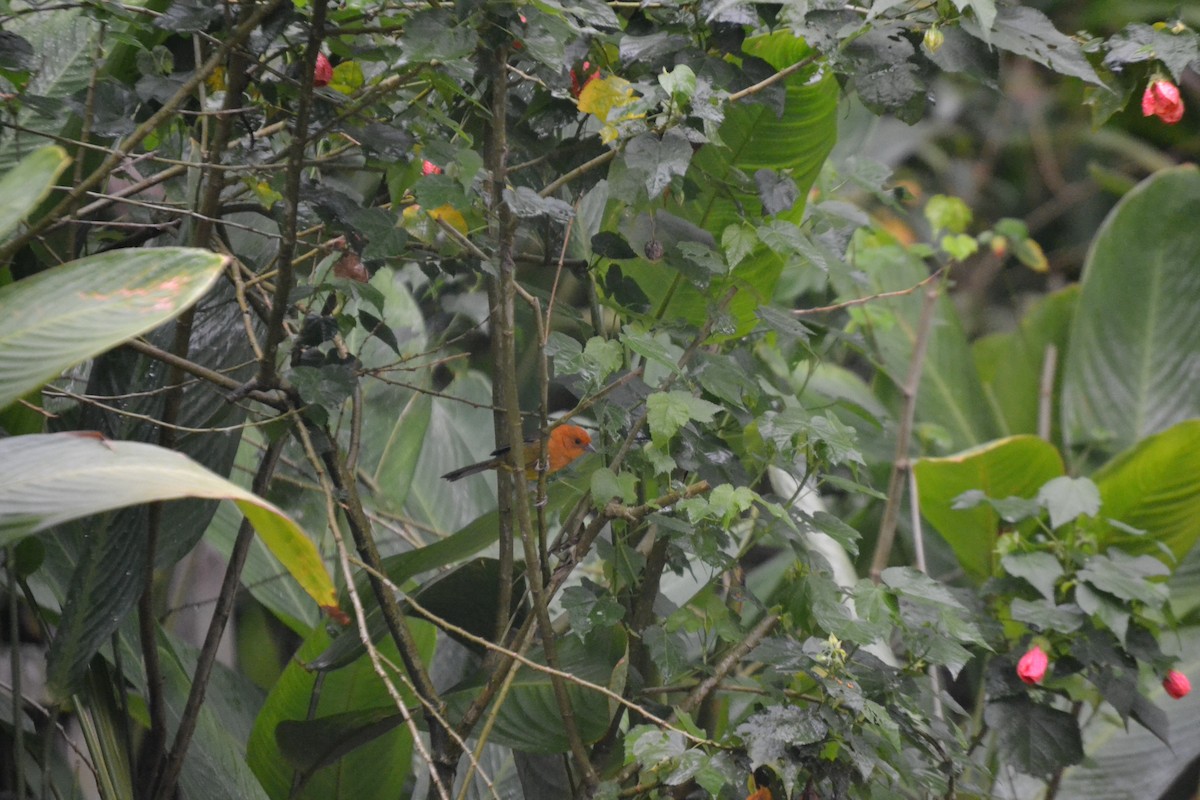 Ochre-breasted Brushfinch - ML620549013