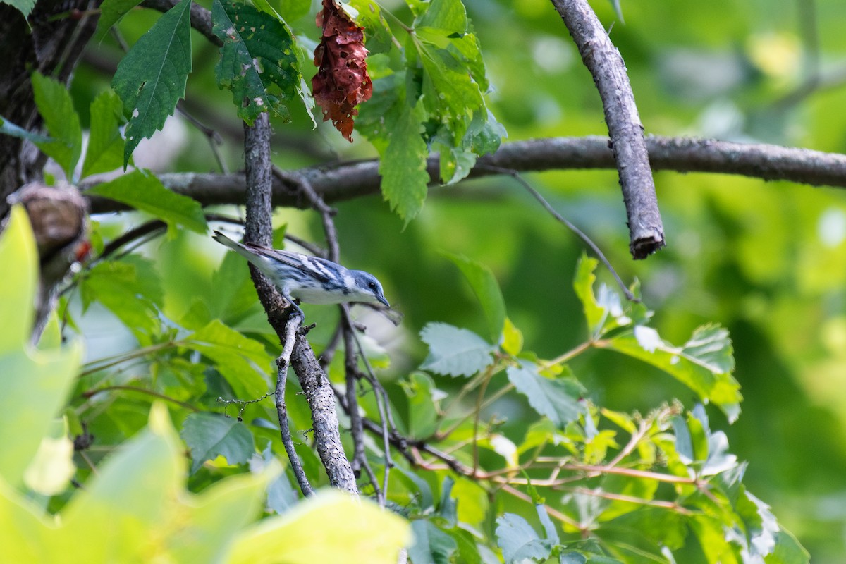 Cerulean Warbler - ML620549016