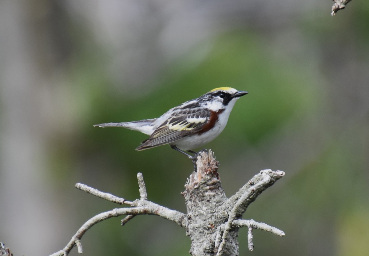 Chestnut-sided Warbler - ML620549021