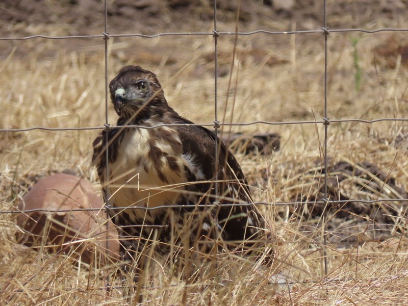 Red-tailed Hawk - ML620549023