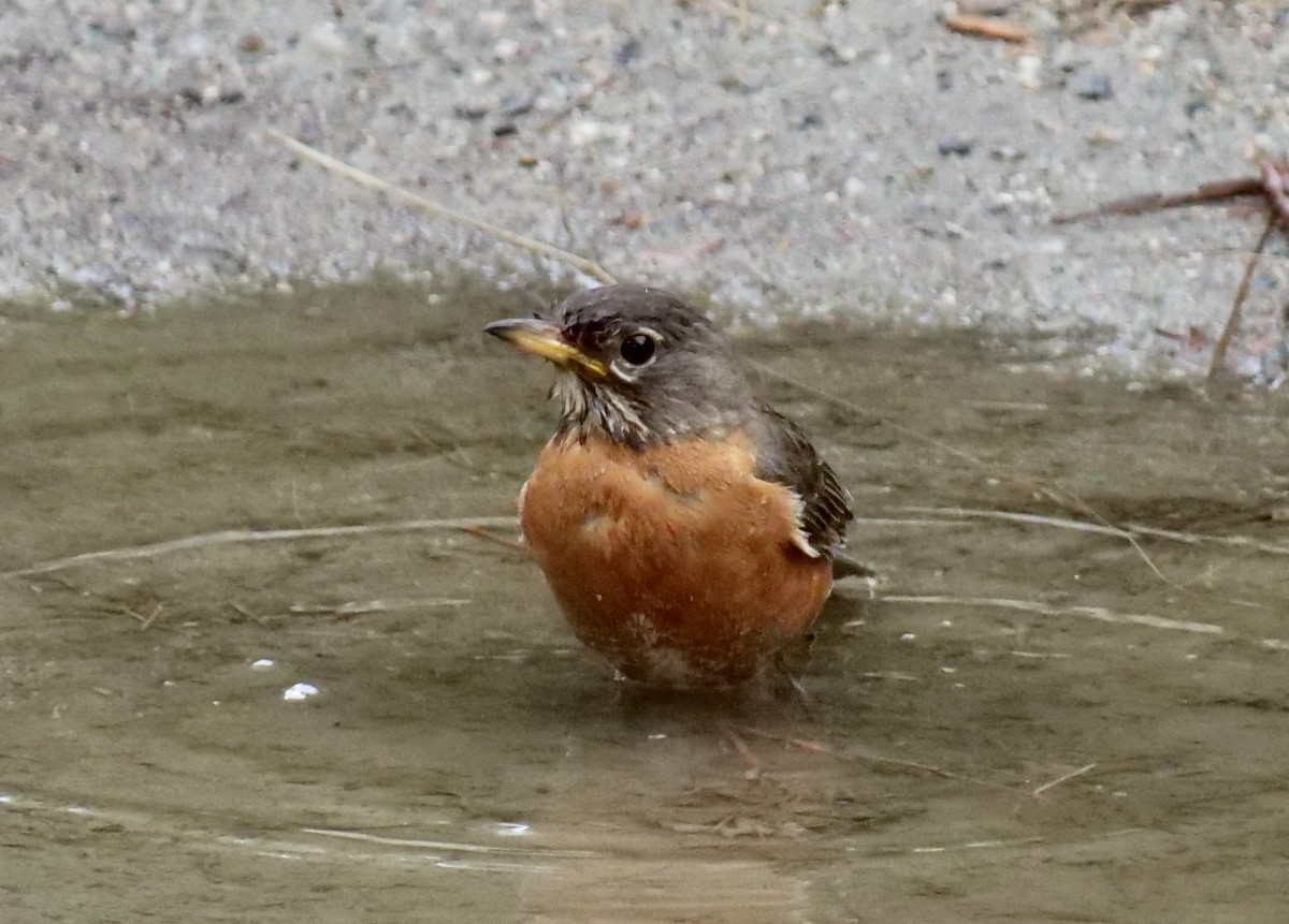 American Robin - ML620549029