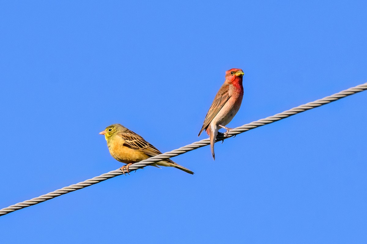 Common Rosefinch - ML620549035