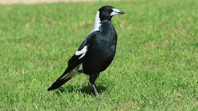 Australian Magpie (White-backed) - ML620549048
