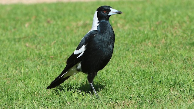 Cassican flûteur (telonocua/tyrannica) - ML620549048