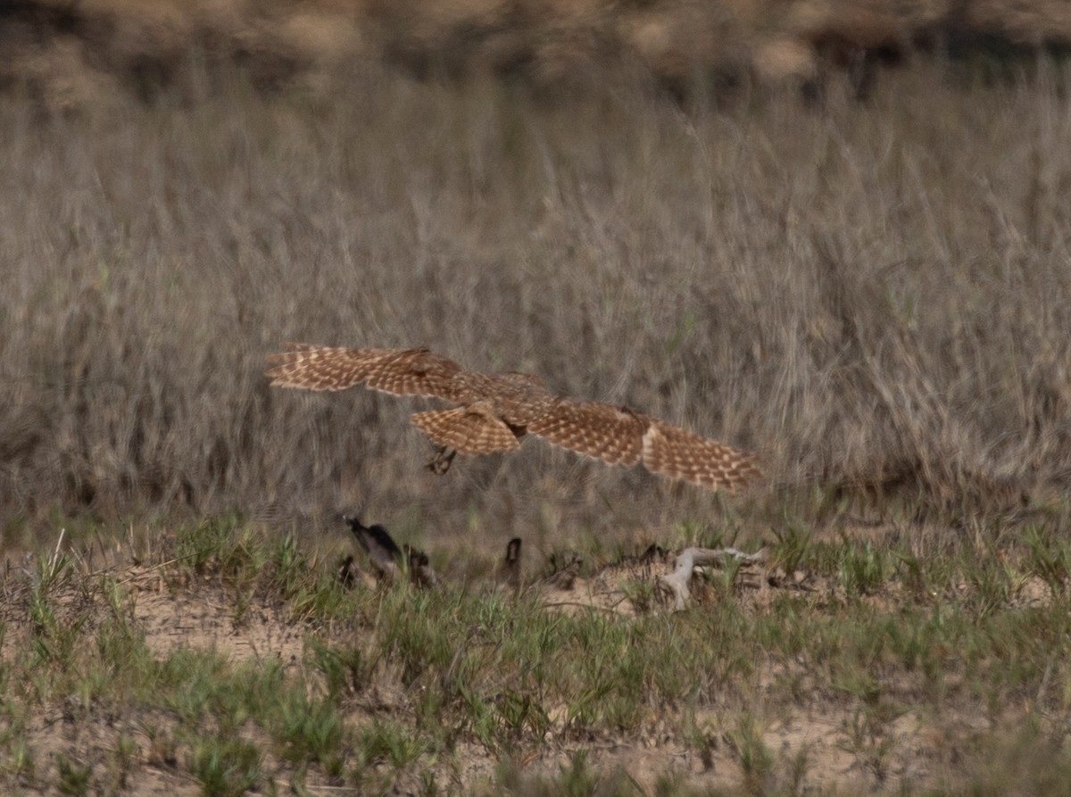 Burrowing Owl - ML620549050