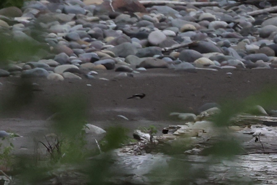 Black Phoebe - Sandy Pringle