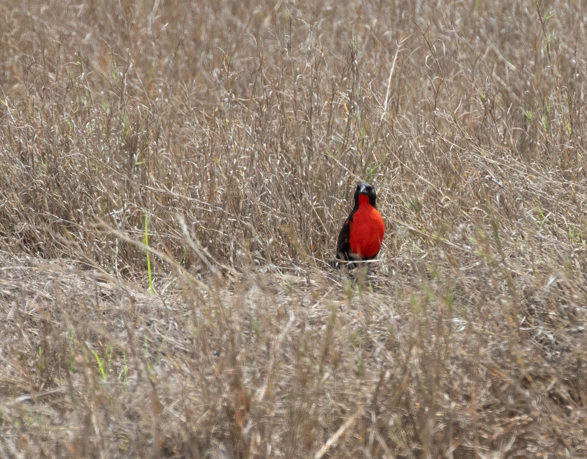 Red-breasted Meadowlark - ML620549068