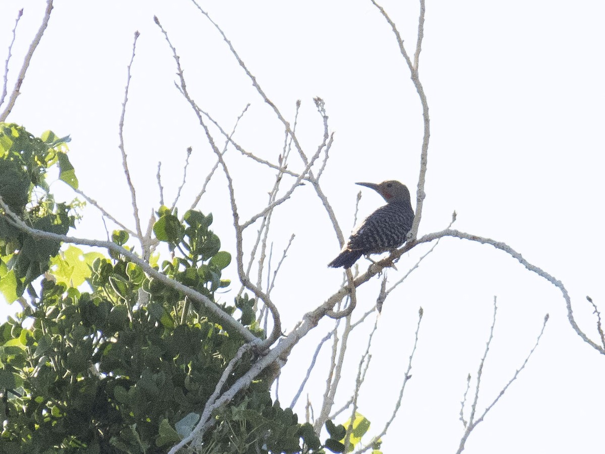 Northern Flicker (Red-shafted) - Carol Collins