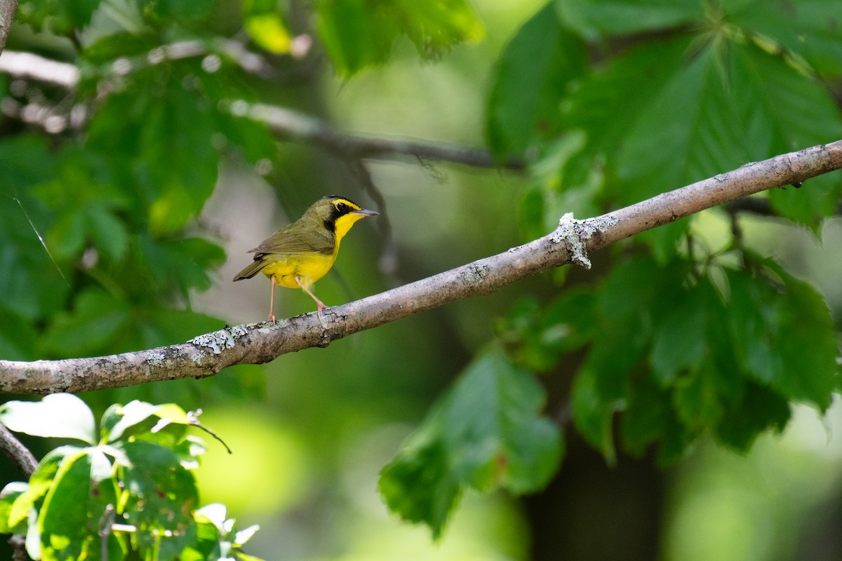 Kentucky Warbler - ML620549073