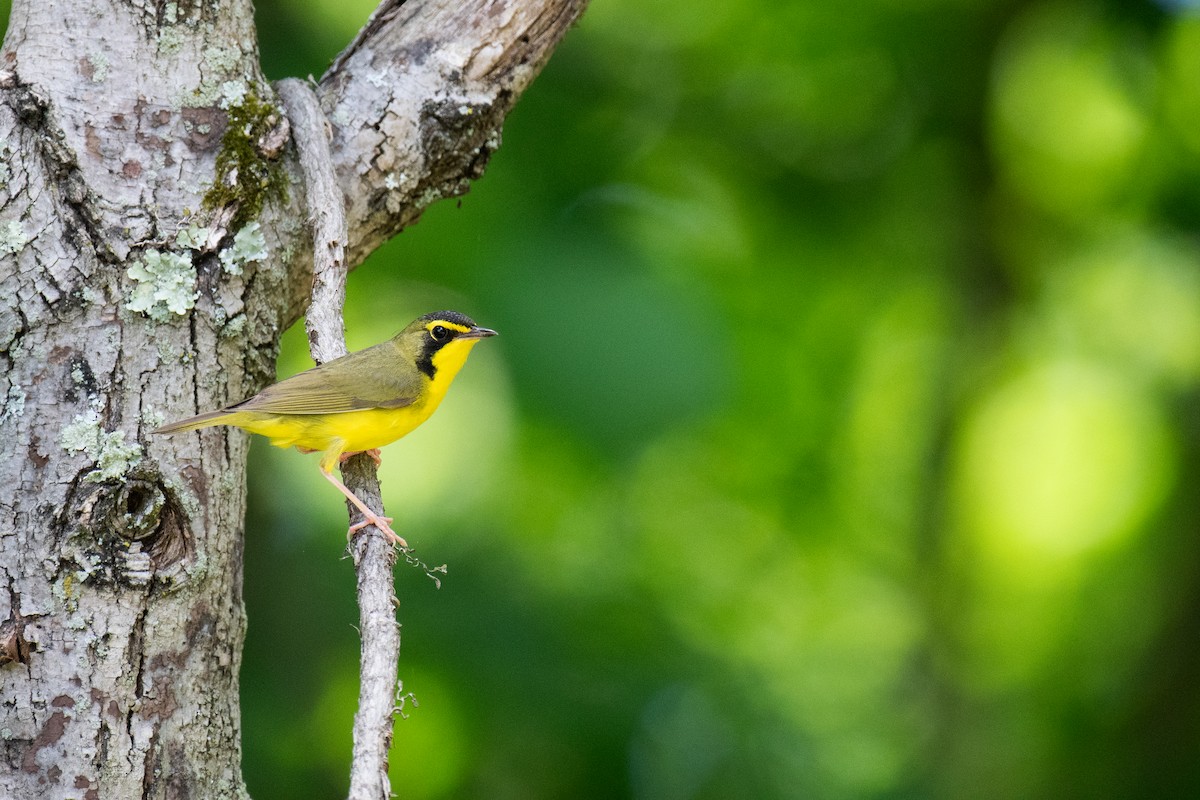 Kentucky Warbler - ML620549074