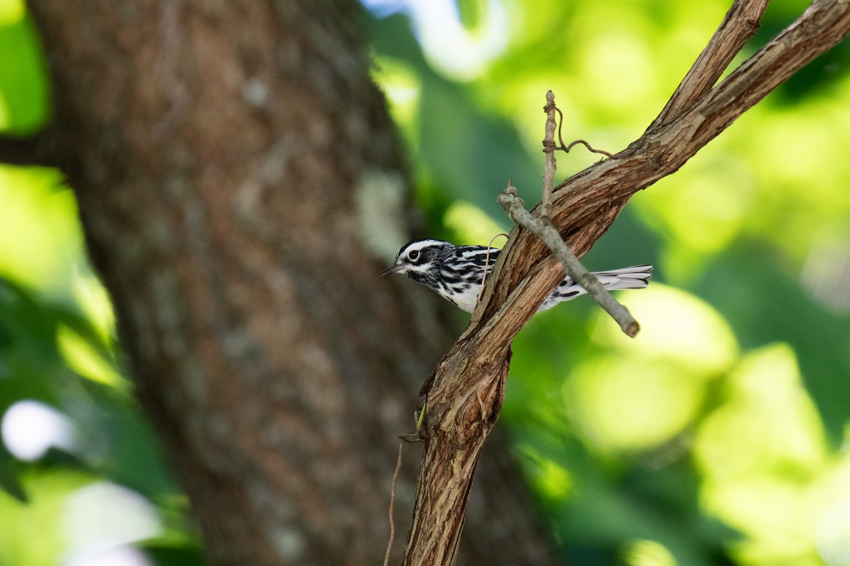 Black-and-white Warbler - David Miller