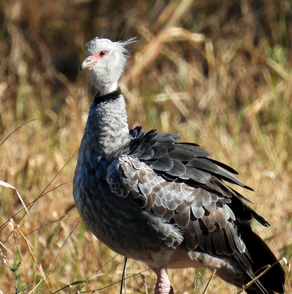 Southern Screamer - ML620549084