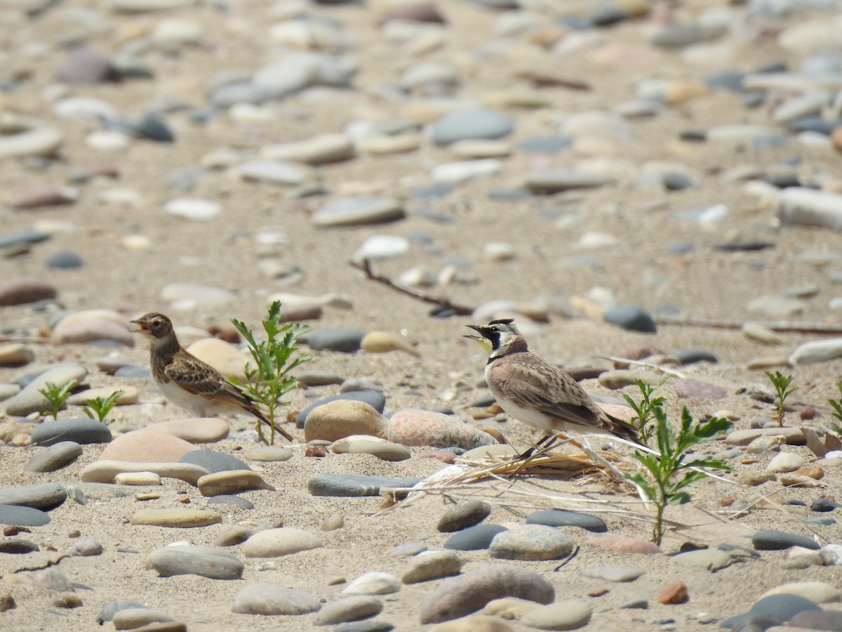 Horned Lark - ML620549086