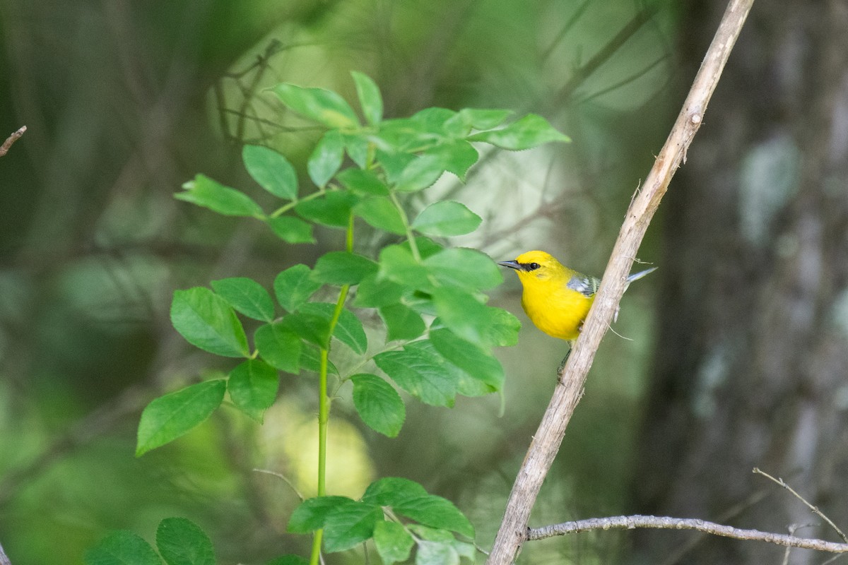 Blue-winged Warbler - ML620549091