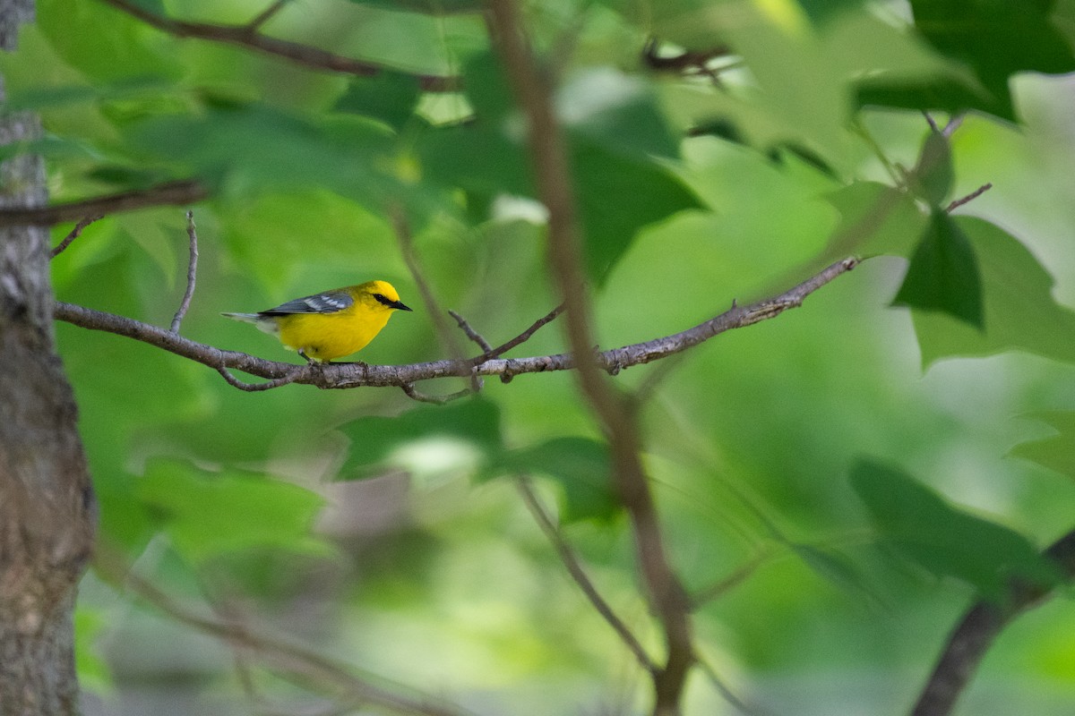 Blue-winged Warbler - ML620549093