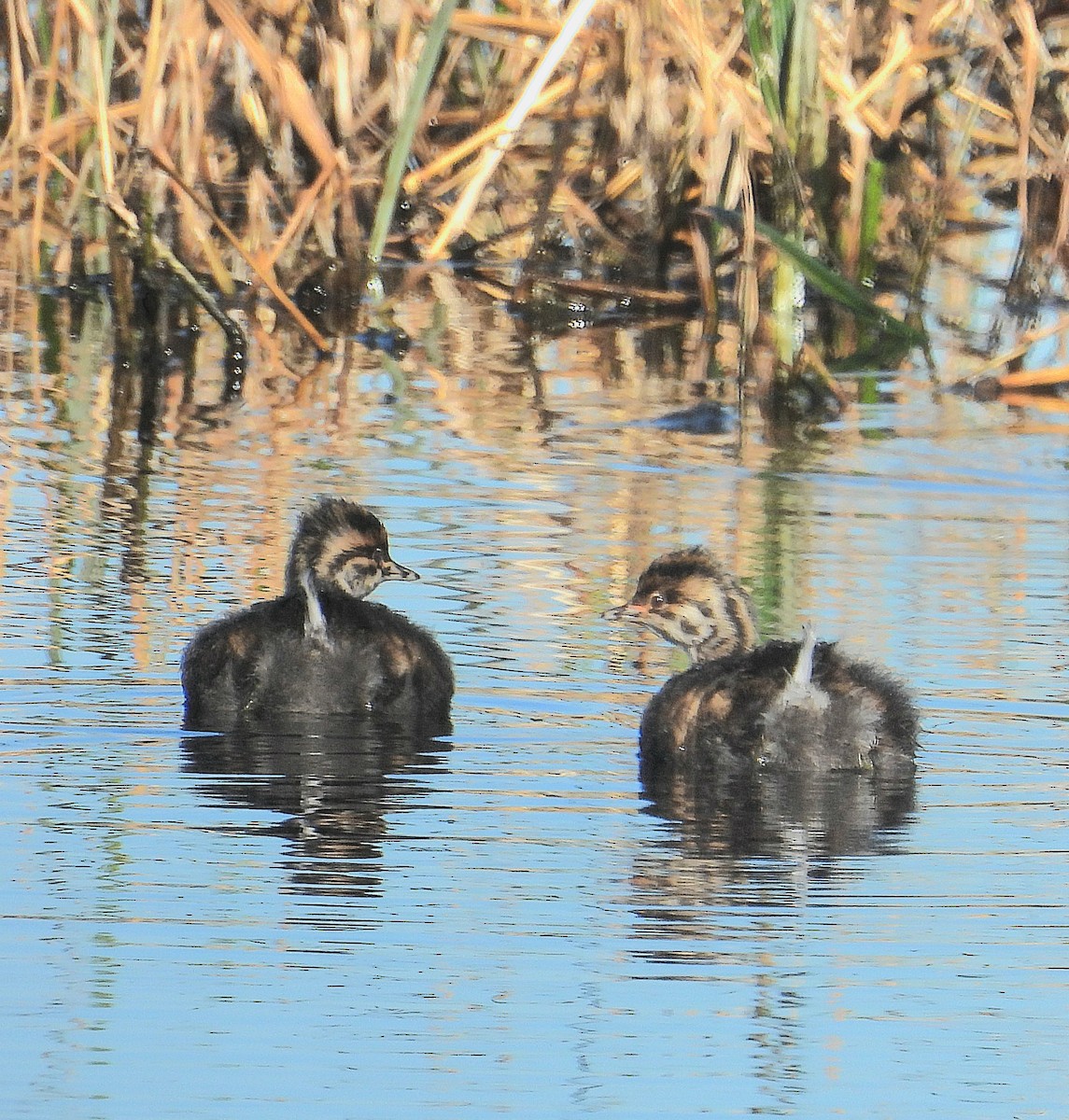 White-tufted Grebe - Cecilia Gosso