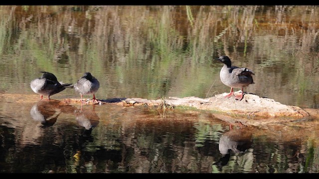 Brazilian Merganser - ML620549100