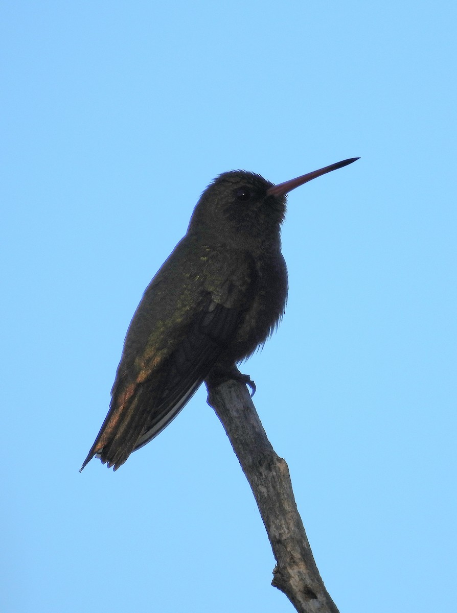 Gilded Hummingbird - ML620549103