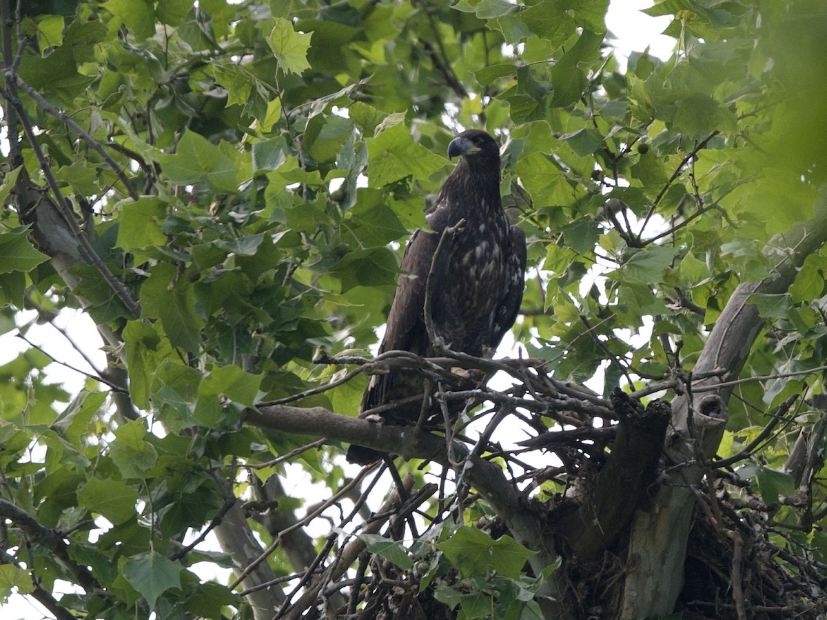 Weißkopf-Seeadler - ML620549105