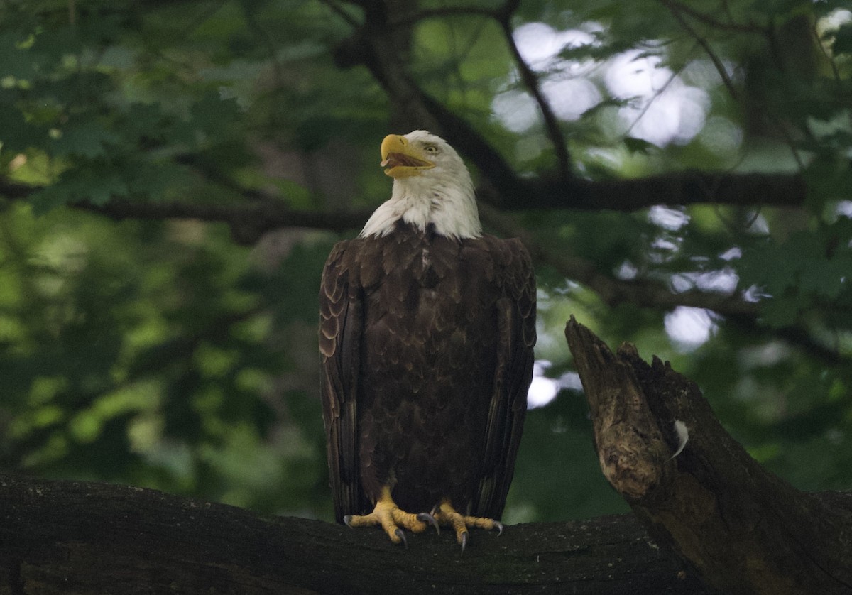 Bald Eagle - ML620549106