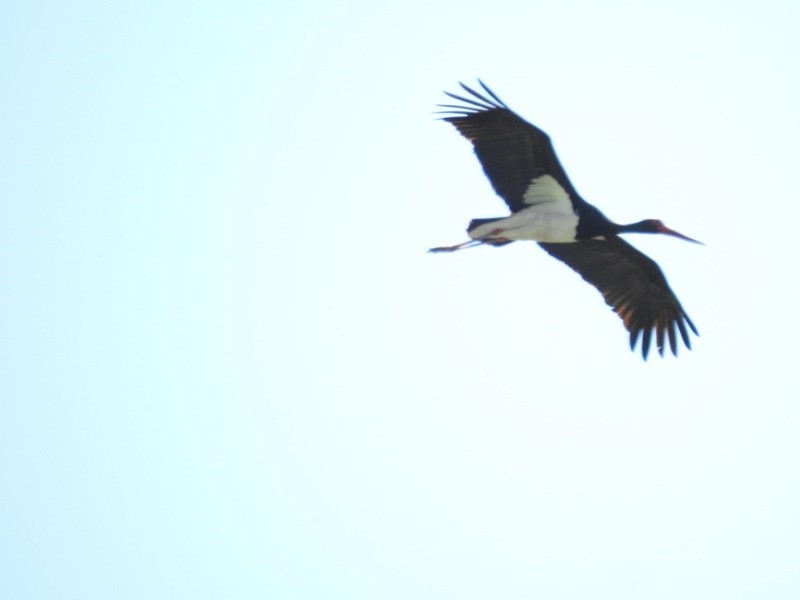 Black Stork - ML620549115