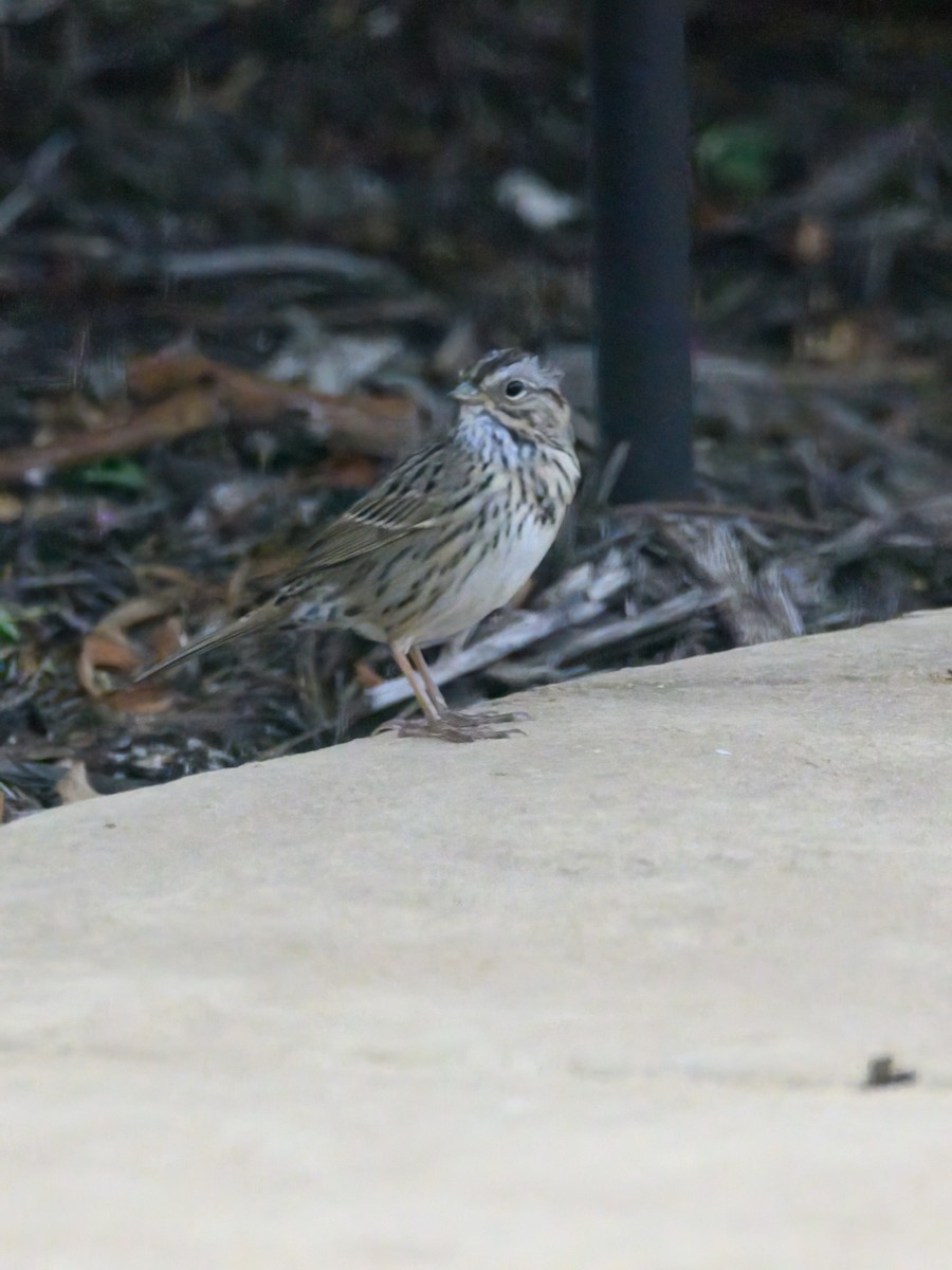 Lincoln's Sparrow - ML620549116