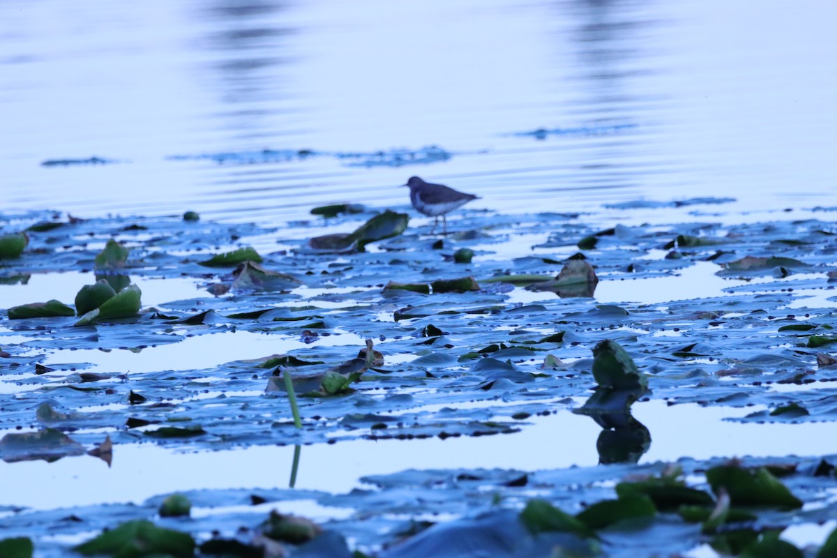 Spotted Sandpiper - ML620549124