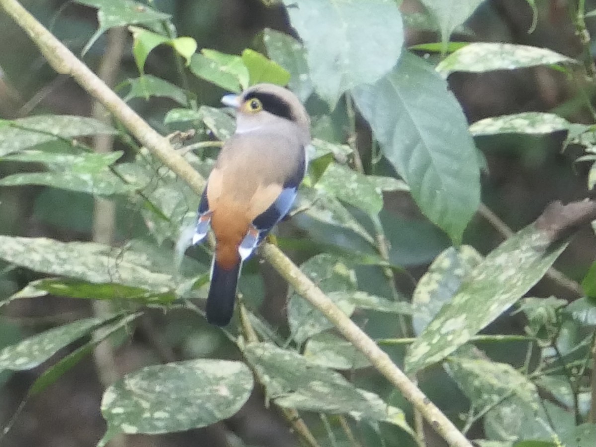 Silver-breasted Broadbill - ML620549129