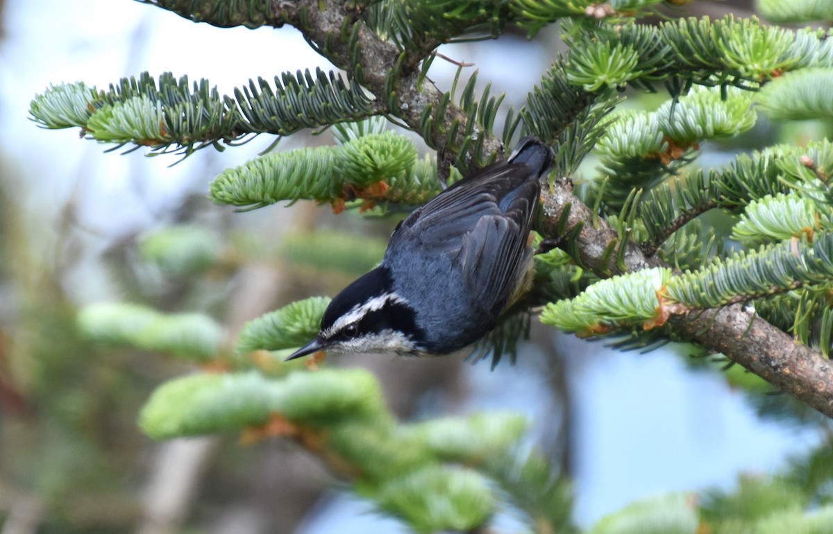 Red-breasted Nuthatch - ML620549134