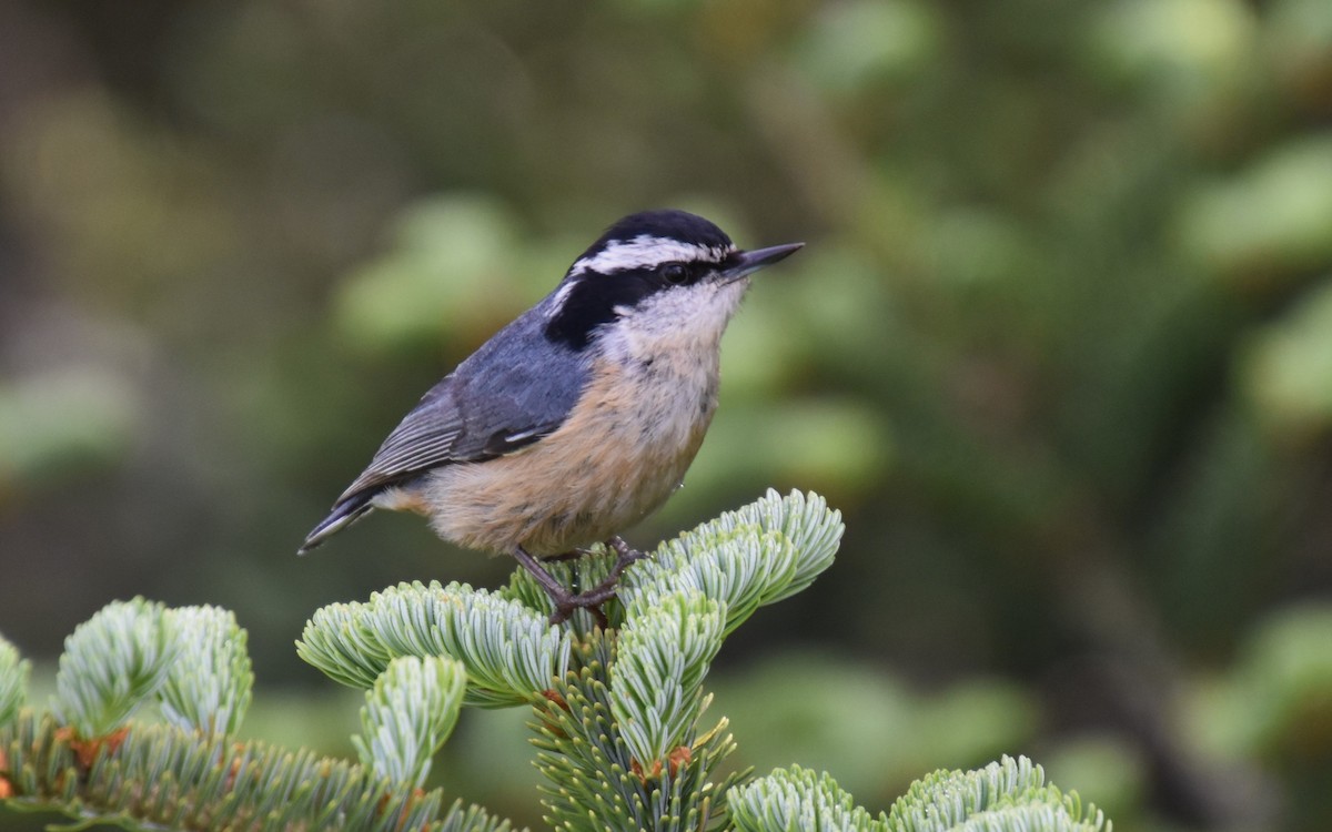 Red-breasted Nuthatch - ML620549136