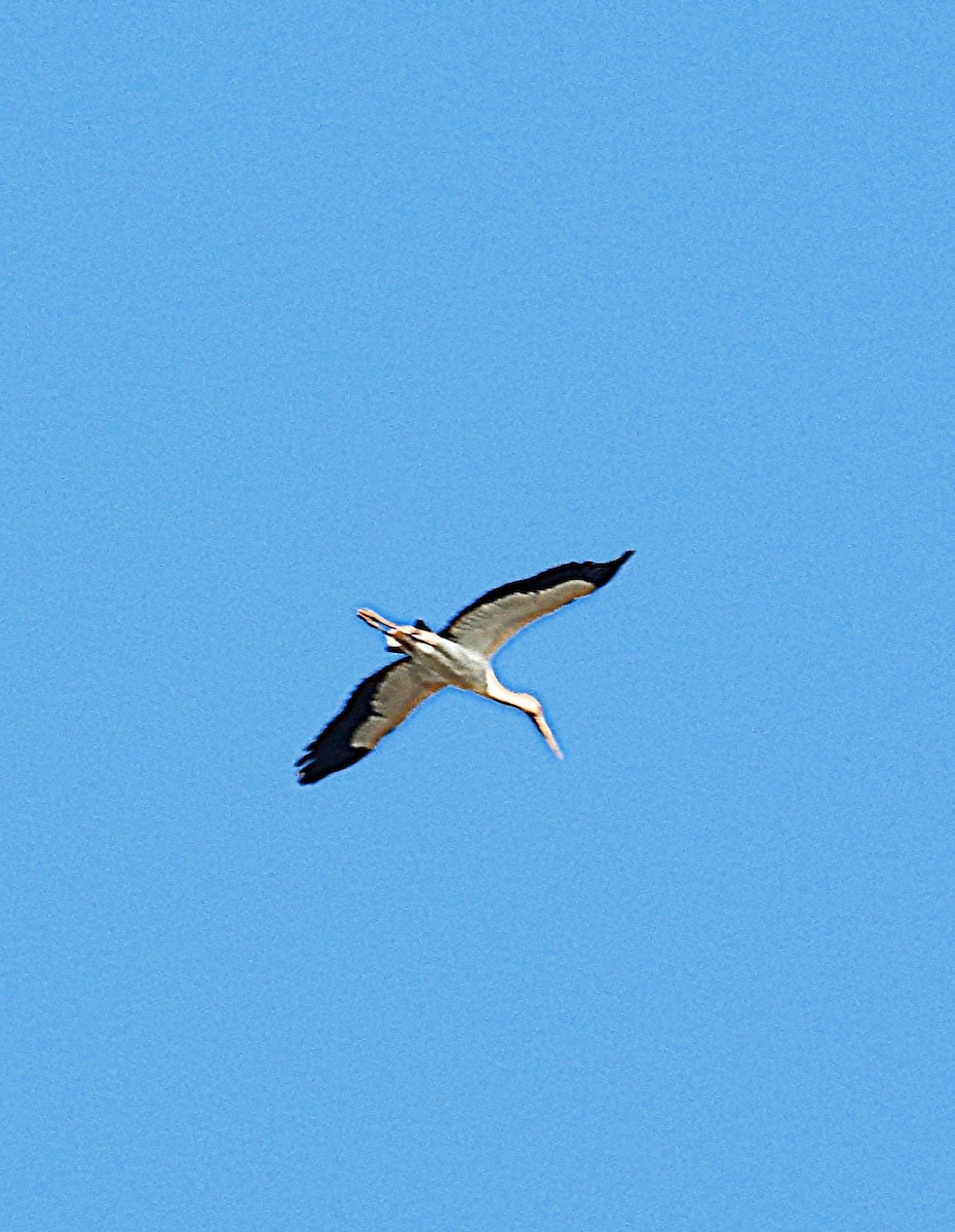 Maguari Stork - ML620549140