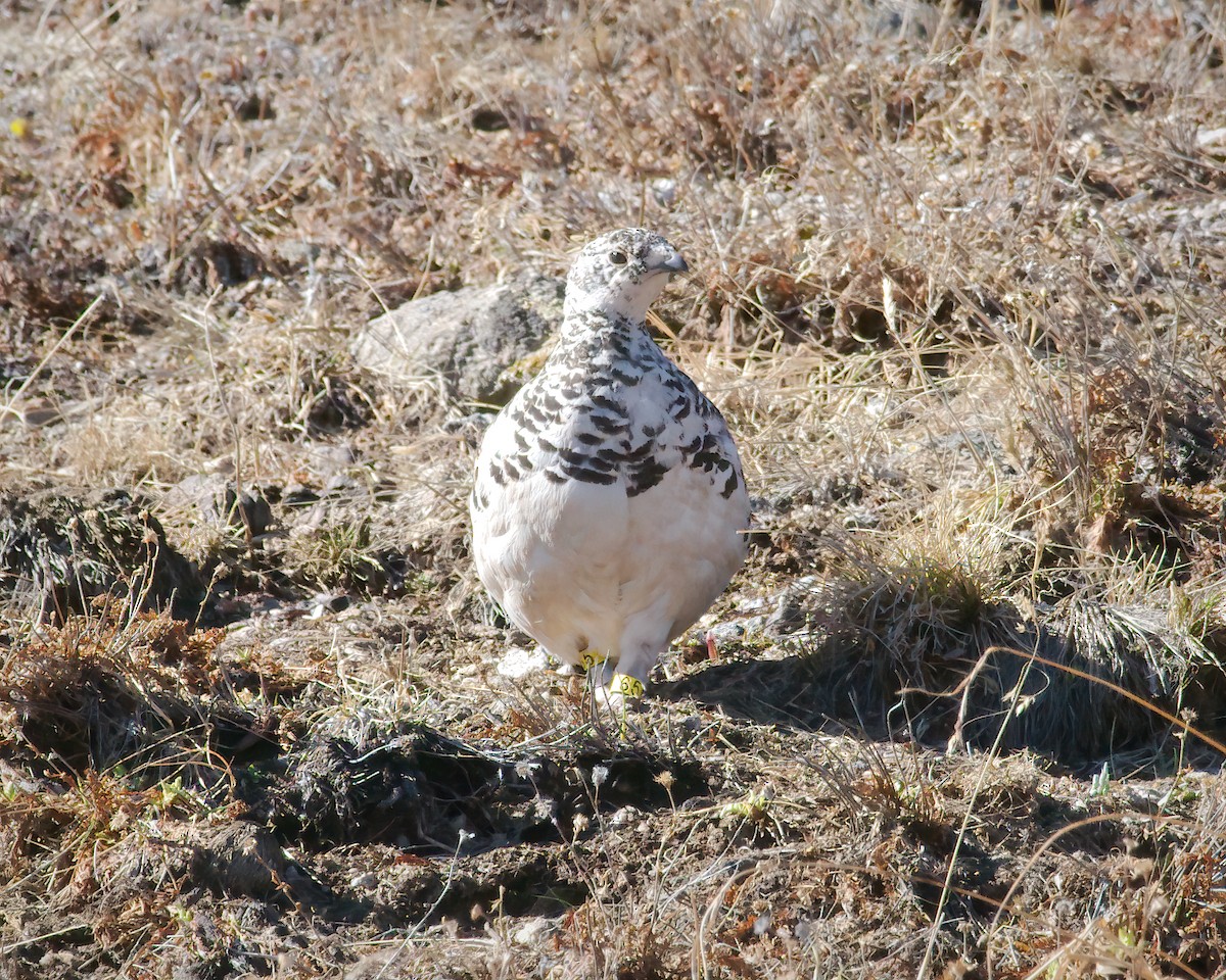 オジロライチョウ - ML620549144