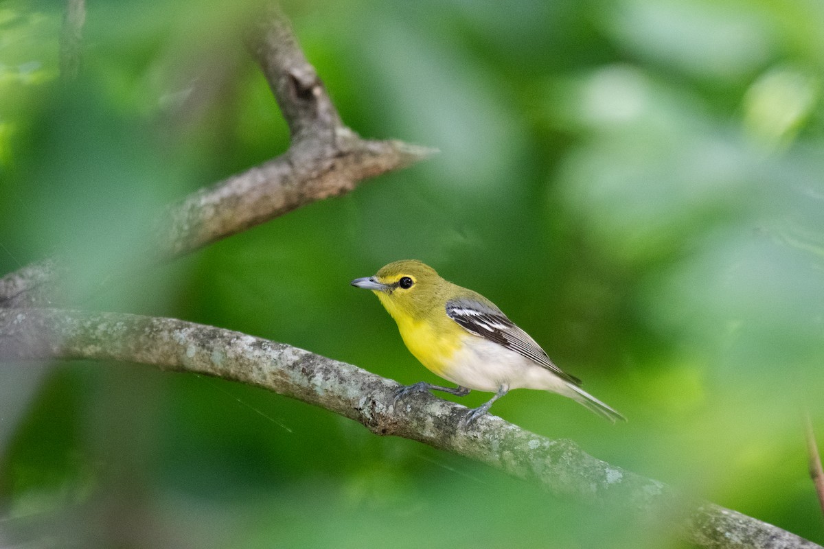 Yellow-throated Vireo - ML620549147