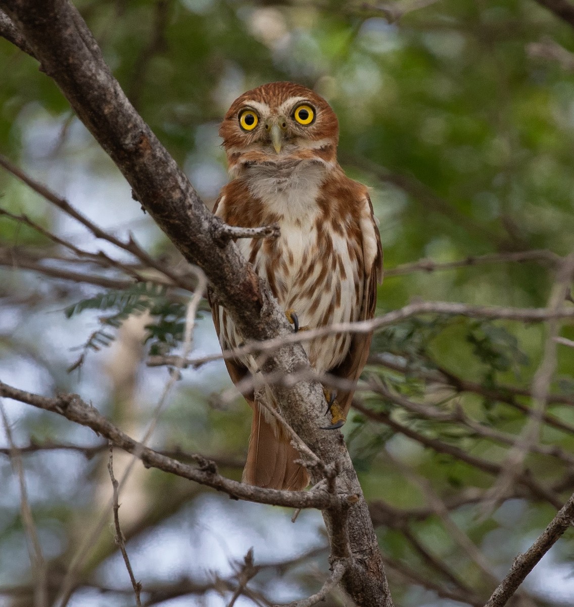 Ferruginous Pygmy-Owl - ML620549161