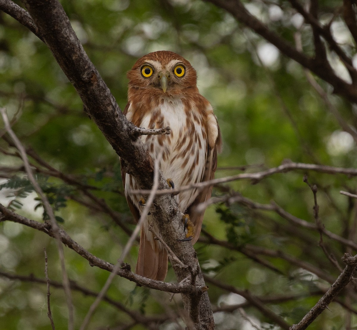 Ferruginous Pygmy-Owl - ML620549164