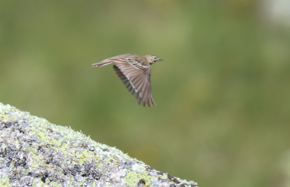 Tree Pipit - ML620549180